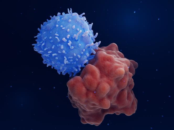 Les récepteurs modifiés à la surface d’un lymphocyte T se lient spécifiquement aux molécules de l’antigène CD19 présentes sur une cellule leucémique. SCIENCE SOURCE / BSIP
